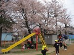 さくら