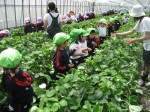 5月-いちご園にて 5月-いちご園にて