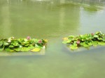 アトリウム前の池には睡蓮の花